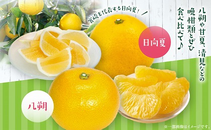 柑橘食べ比べセット5kg（日向夏＆晩柑柑橘）