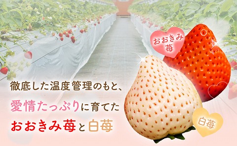 《2026年発送》【数量・期間限定】HOKUSAIGIFT宮崎完熟苺おおきみ・天使の苺紅白 いちご イチゴ 苺 果物 フルーツ