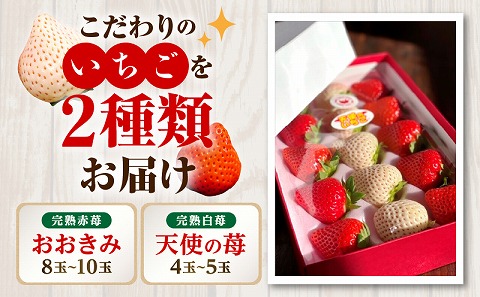 《2026年発送先行予約》【数量・期間限定】宮崎完熟紅白苺12 甘い 完熟 果物