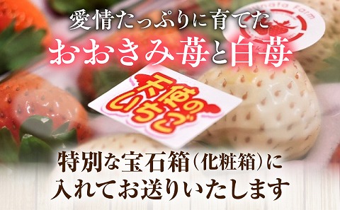 《2026年発送》【数量・期間限定】宮崎完熟紅白ファミリーパックプレミアム 苺 いちご イチゴ おおきみ苺 おおきみいちご 紅白苺 白イチゴ 白苺 白いちご 天使のいちご 果物 くだもの フルーツ ギフト 贈り物 贈答 食べ比べ