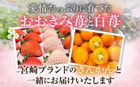《2026年発送》【数量・期間限定】宮崎冬物語HOKUSAIGIFT紅白苺＋たまたまエクセレント 苺 いちご イチゴ おおきみ苺 おおきみいちご 白イチゴ 白苺 白いちご きんかん キンカン エクセレント 柑橘類 柑橘 果物 くだもの フルーツ ギフト 贈り物 贈答