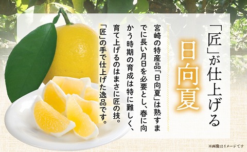 《2026年発送先行予約》【数量・期間限定】日向夏「匠」プレミアム12 甘い 酸っぱい 完熟