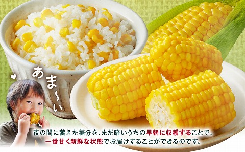 《2026年発送先行予約》【数量・期間限定】宮崎市産朝どれスイートコーン（ゴールドラッシュ）約7kg 野菜 甘い 新鮮