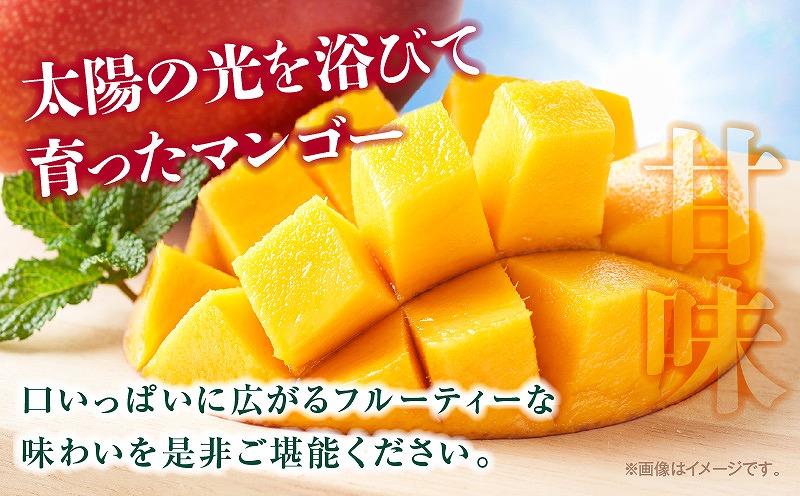 《2026年発送先行予約》【数量・期間限定】宮崎県産 訳あり完熟マンゴー 1.2kg 訳あり 完熟マンゴー 果物
