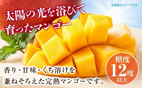 《2026年発送先行予約》【数量・期間限定】宮崎県産完熟マンゴー 2L×2玉 果物 完熟マンゴー フルーツ