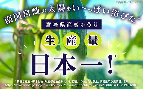 てげうま きゅうり 2kg きゅうり 生野菜 新鮮