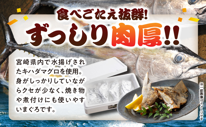 【宮崎獲れ】まぐろビンタ 頭 兜焼き キハダマグロ