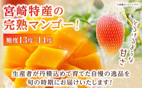 《2026年発送先行予約》【数量・期間限定】3回定期便 3L2玉完熟マンゴーコース 果物 フルーツ マンゴー