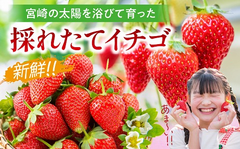 《2026年発送先行予約》【期間・数量限定】宮崎県産イチゴ 4パック 果物 フルーツ 苺