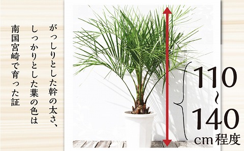 南国宮崎産　ココスヤシ　10号鉢 観葉植物 苗木 ヤシ