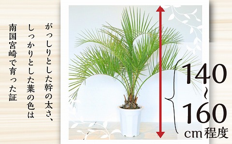 南国宮崎産 ココスヤシ 大（10号鉢): 宮崎市ANAのふるさと納税