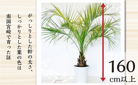 南国宮崎産 ココスヤシ 特大（12号鉢)