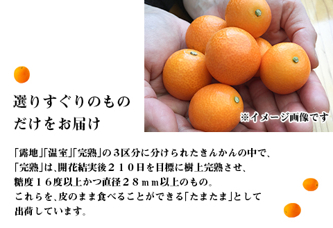 《2025年発送先行予約》【期間・数量限定】完熟きんかんたまたま 3kg
