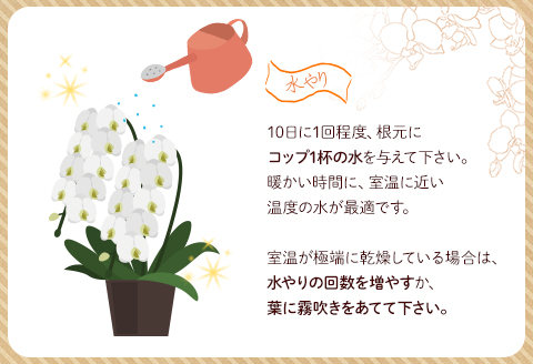 《2023年9月1日～2023年11月30日発送》 コチョウラン 3本立