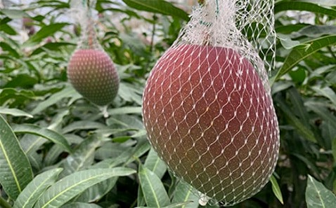 《2026年発送先行予約》【期間・数量限定】宮崎市産完熟マンゴー2玉 4Lサイズ(1玉450～499g) 完熟 濃厚 甘い マンゴー フルーツ