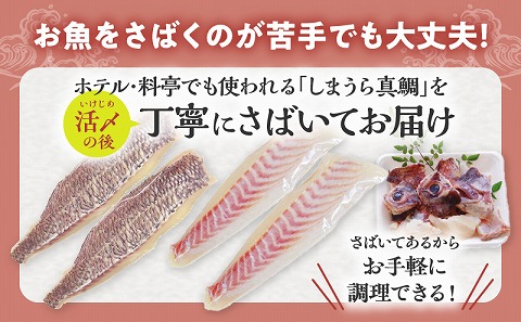 【完全無投薬】しまうら真鯛お刺身セット