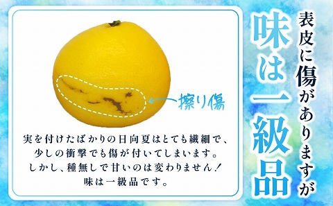 《2026年発送先行予約》【数量・期間限定】【訳あり】ハウス種無し日向夏　小～大混合3kg 日向夏 種無し ハウス栽培
