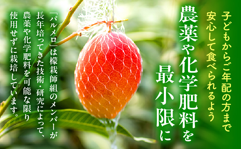 《2026年発送先行予約》【期間・数量限定】宮崎県産 希少種マンゴー パルメロ 計 約1.0kg～1.2kg 2～3玉入り 完熟マンゴー パルメロ 果物