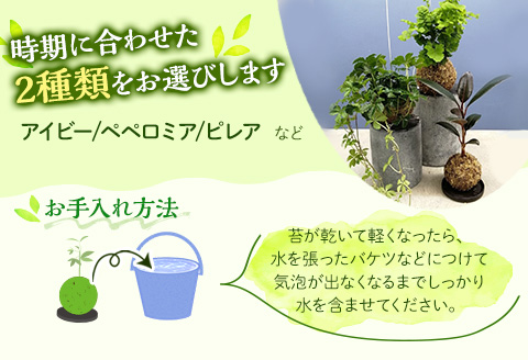 観葉植物 苔玉 2個セット (品種おまかせ)