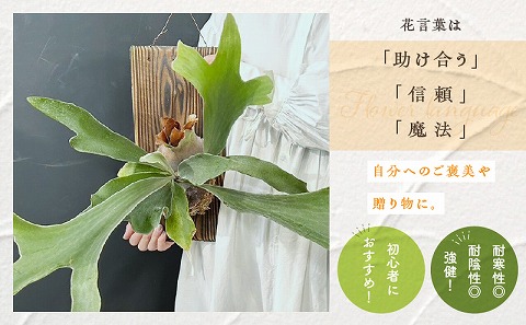 コウモリラン 板付け（ネザーランド）