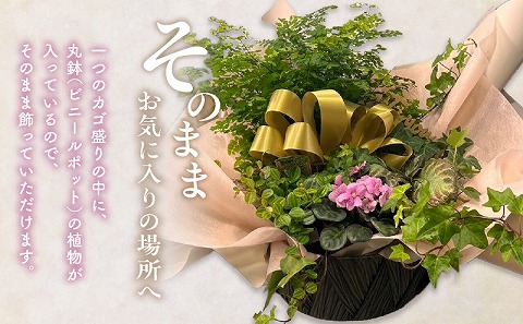 観葉植物 カゴ盛り おてがるサイズ