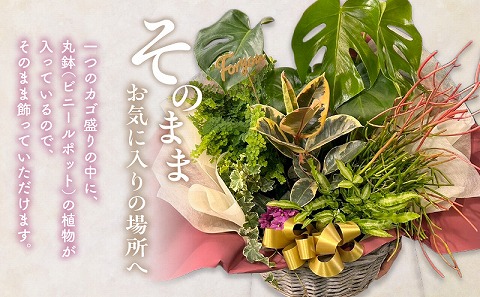観葉植物 カゴ盛り Lサイズ