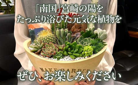 多肉植物の寄せ植え　BIGサイズ