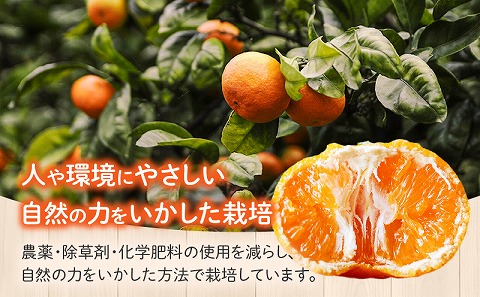 《2025年発送先行予約》【期間・数量限定】温州みかん5kg(傷み補償分200g付き) 果物 ミカン 柑橘