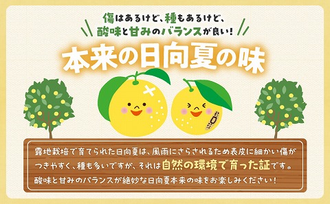 【訳あり】日向夏 6kg＋傷み補償(200g)つき サイズ混合