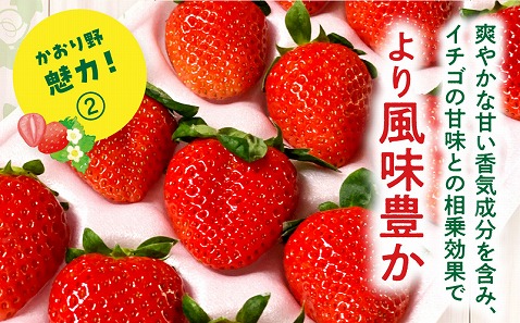 《2026年発送先行予約》【数量・期間限定】宮崎県産いちご「かおり野」1パック(計360g以上：12粒～15粒) 甘味 酸味 抜群