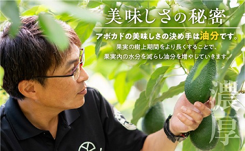 【2023年10月下旬～2024年1月下旬発送】横山果樹園の「国産アボカド２玉（大サイズ）」ギフト箱入り