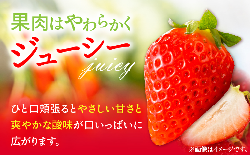 《2026年発送》【数量・期間限定】宮崎県産さがほのか 約1kg いちご 苺 フルーツ