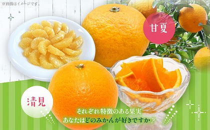 柑橘食べ比べセット5kg（日向夏＆晩柑柑橘）