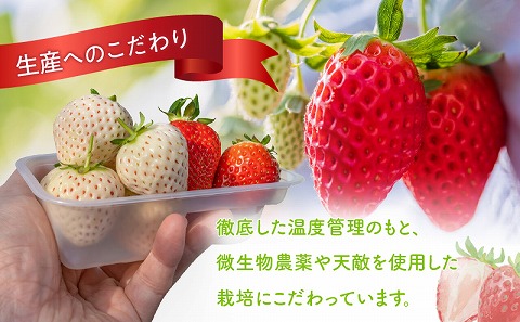 《2026年発送先行予約》【数量・期間限定】宮崎完熟紅白苺12 甘い 完熟 果物