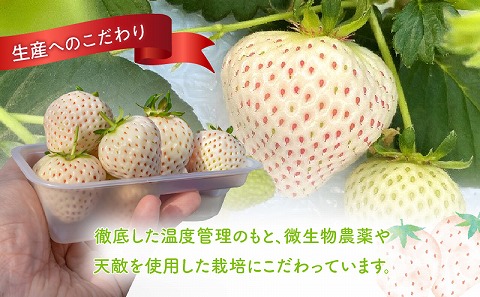 《2026年発送》【数量・期間限定】宮崎完熟白9PREMIUMギフト 完熟 甘い 白苺 いちご イチゴ 苺 果物 フルーツ