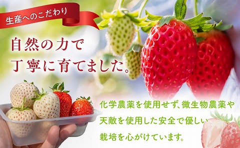 《2026年発送》【数量・期間限定】宮崎冬物語HOKUSAIGIFT紅苺＋種無し日向夏 苺 いちご イチゴ おおきみ苺 おおきみいちご 日向夏 柑橘類 柑橘 果物 くだもの フルーツ ギフト 贈り物