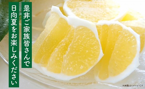 《2026年発送先行予約》【数量・期間限定】日向夏「匠」プレミアム12 甘い 酸っぱい 完熟