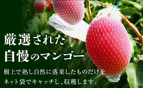 《2026年発送先行予約》【数量・期間限定】宮崎県産完熟マンゴー 3L×2玉 マンゴー 完熟マンゴー 果物