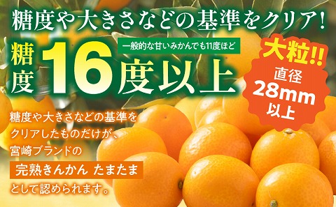 【先行予約】【期間・数量限定】宮崎完熟きんかん たまたま