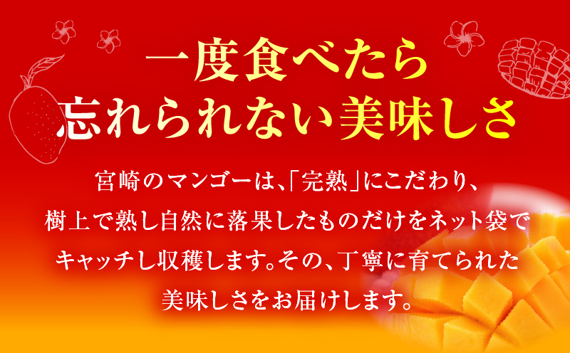 《2026年発送先行予約》【数量・期間限定】【全3回】太陽のタマゴ定期便 マンゴー 宮崎マンゴー 定期便 果物定期便 果物 フルーツ定期便 フルーツ デザート