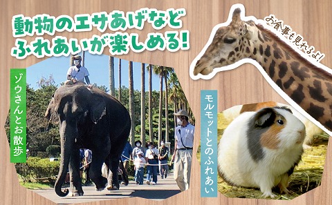宮崎市フェニックス自然動物園年間パスポート（大人）