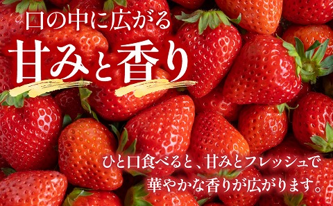 《2026年発送先行予約》【期間・数量限定】宮崎県産イチゴ 4パック 果物 フルーツ 苺