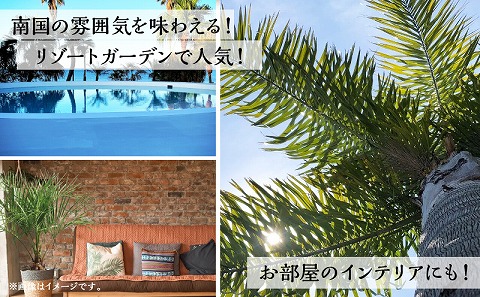 南国宮崎産　ココスヤシ　10号鉢 観葉植物 苗木 ヤシ