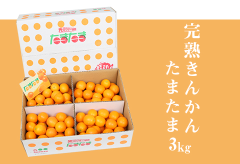 《2025年発送先行予約》【期間・数量限定】完熟きんかんたまたま 3kg