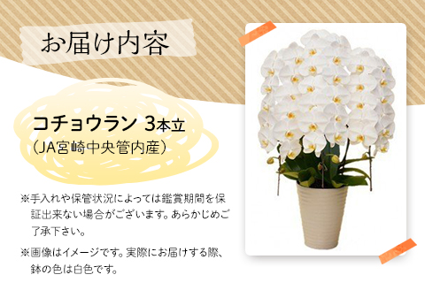 《2023年9月1日～2023年11月30日発送》 コチョウラン 3本立