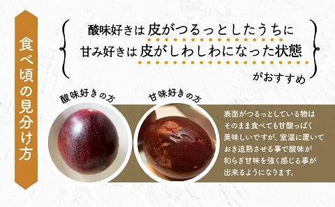 《2026年発送先行予約》【数量・期間限定】8年かけて誕生した宮崎県産極上パッションフルーツＭ 2kg 完熟 フルーツ 贈り物