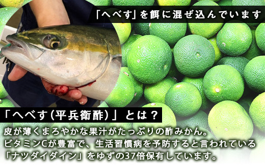 《津本式》へべすぶり1尾　～津本光弘本人仕立て～