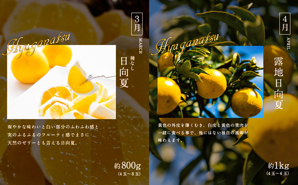 《2026年発送先行予約》【数量・期間限定】青果店厳選！「6ヶ月お届け！くだもの定期便Vol.1」 青果物 果物 フルーツ