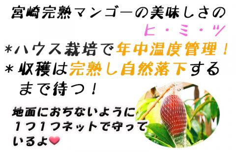 【2026年発送先行予約】《数量・期間限定》完熟！宮崎マンゴー 特秀 大玉4Lサイズ約600g 1玉化粧箱入り マンゴー くだもの 数量限定