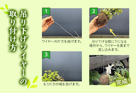 観葉植物 苔玉 2個セット (品種おまかせ)